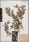 Foto von Salix cinerea L. x Salix nigricans Sm.